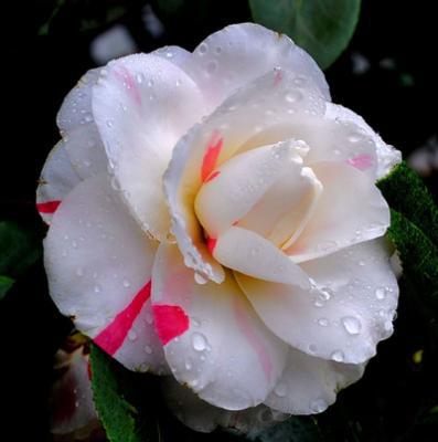 camelia, +79787083787, ����������� ������ � �����������, �������� ����� � �����������, ���������� �����, �����, ��������, �����, ������� ��������