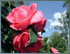 Camellia japonica, +79787083787, ����������� ������ � �����������, �������� ����� � �����������, ���������� �����, �����, ��������, �����, ������� ��������