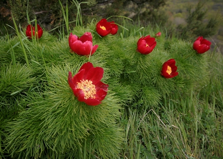 pion forest