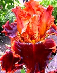 Iris Germanica Autumn Leaves, +79787083787, ����������� ������ � �����������, �������� ����� � �����������, ���������� �����, �����, ��������, �����, ������� ��������