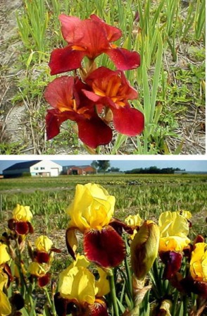 iris, +79787083787, ����������� ������ � �����������, �������� ����� � �����������, ���������� �����, �����, ��������, �����, ������� ��������