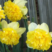 Narcissus-Full-House