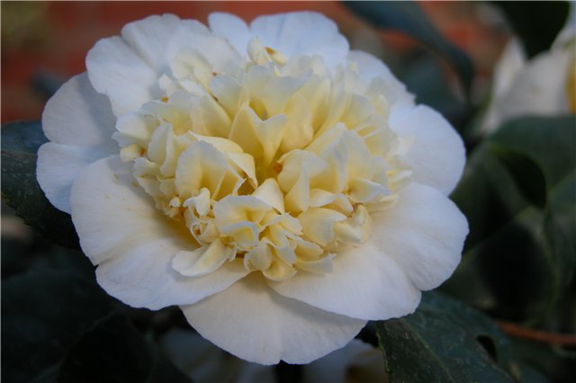 camelia , +79787083787, ����������� ������ � �����������, �������� ����� � �����������, ���������� �����, �����, ��������, �����, ������� ��������