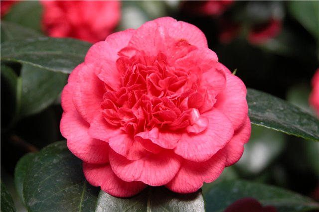 camelia rubra, +79787083787, ����������� ������ � �����������, �������� ����� � �����������, ���������� �����, �����, ��������, �����, ������� ��������