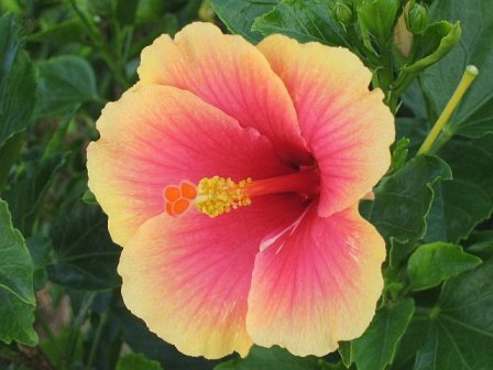 hibiskus