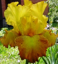 iris gold lindor, +79787083787, ����������� ������ � �����������, �������� ����� � �����������, ���������� �����, �����, ��������, �����, ������� ��������