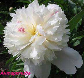 pion antarktida
