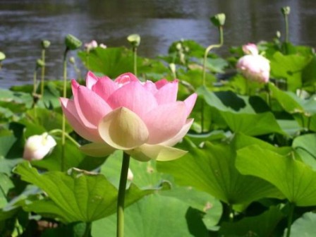 lotus orehonosnii, +79787083787, ����������� ������ � �����������, �������� ����� � �����������, ���������� �����, �����, ��������, �����, ������� ��������